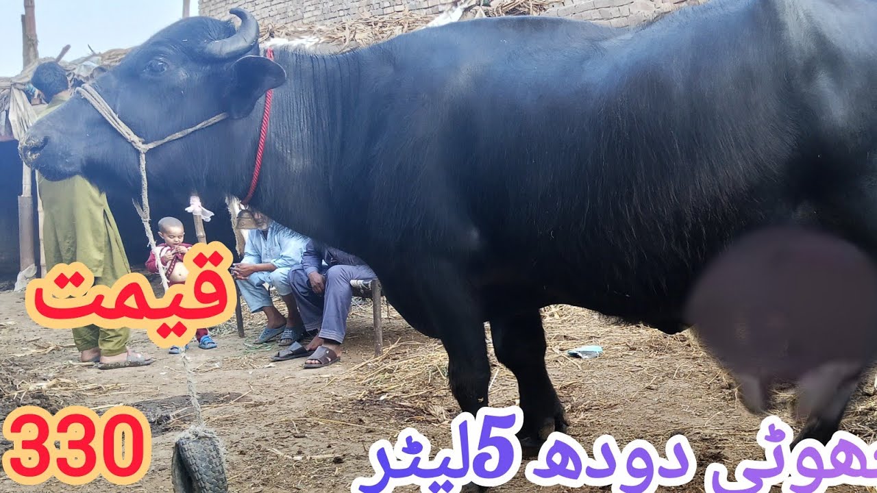 پیور نینی دی چھوٹی دوددھ5لیٹرفارسیل فون نمبر 03067684474تاریخ15//2//2026