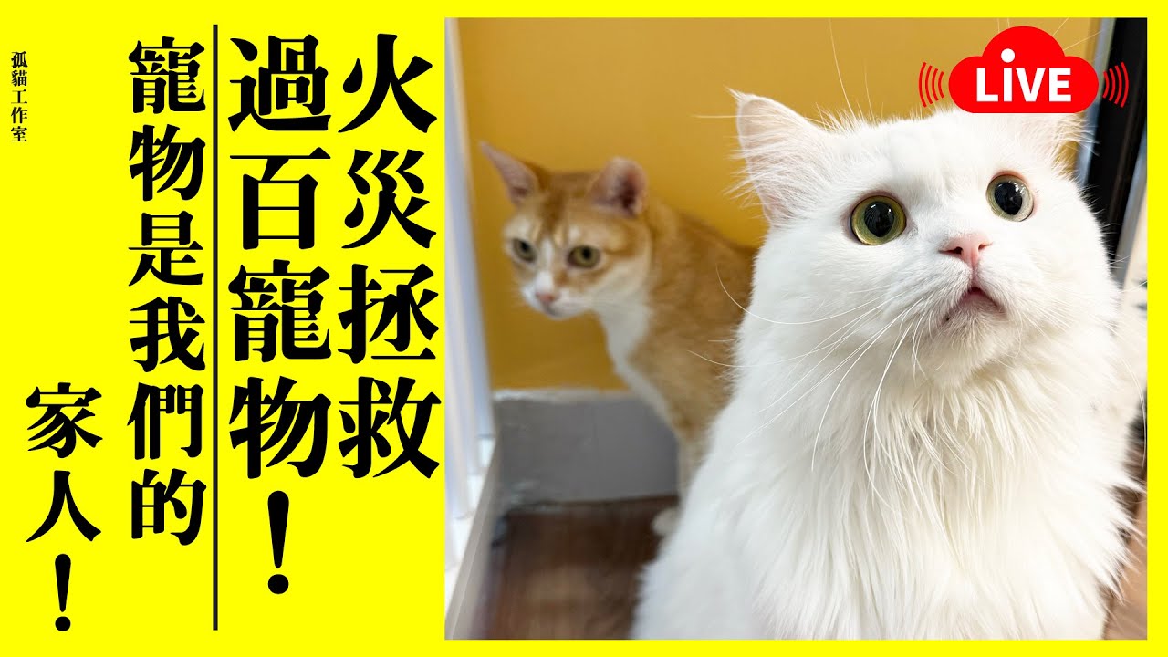 【孤貓工作室】直播－火災拯救過百寵物！寵物是我們的家人！一個小市民的感受！