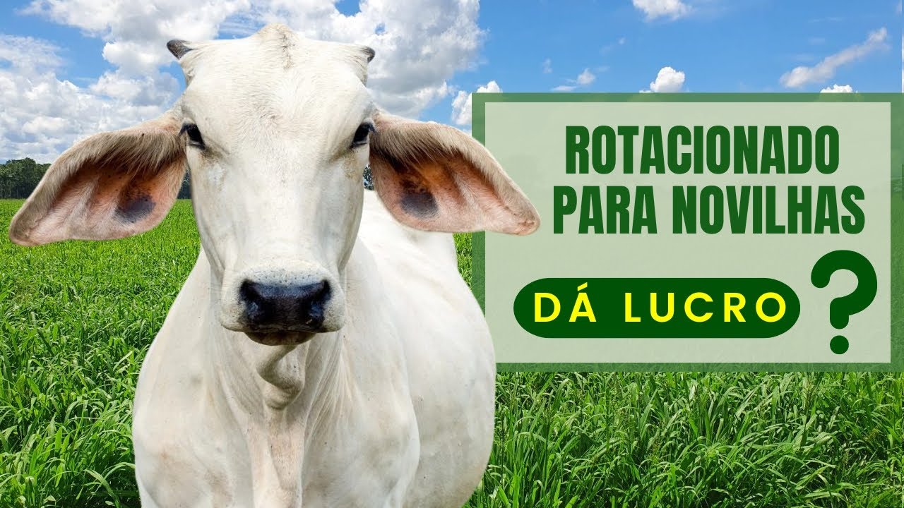 Pastejo ROTACIONADO com novilhas dá LUCRO ? #pecuária