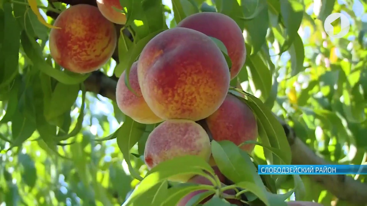 Уборка персиков. На очереди – поздние сорта