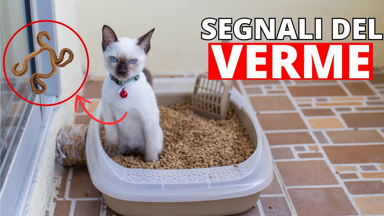 Se il tuo gatto fa QUESTO, ha i vermi!