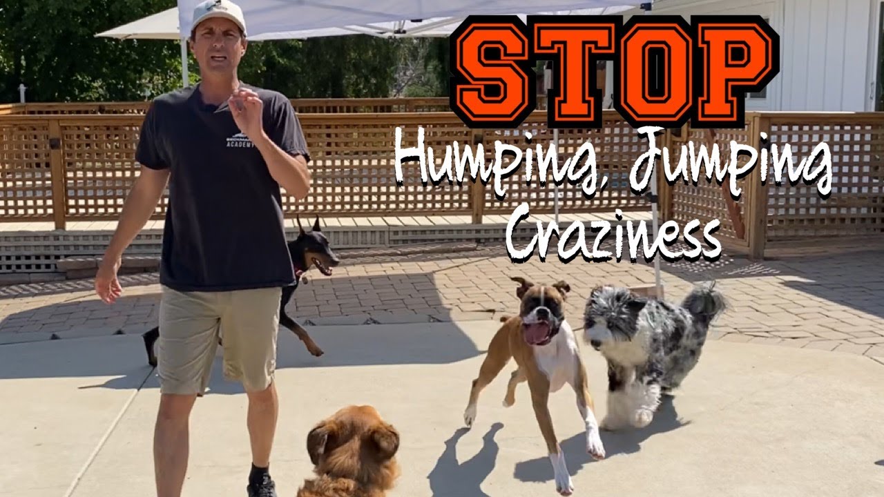 Learn how to manage multi dog situations and dogs meeting for the first time.