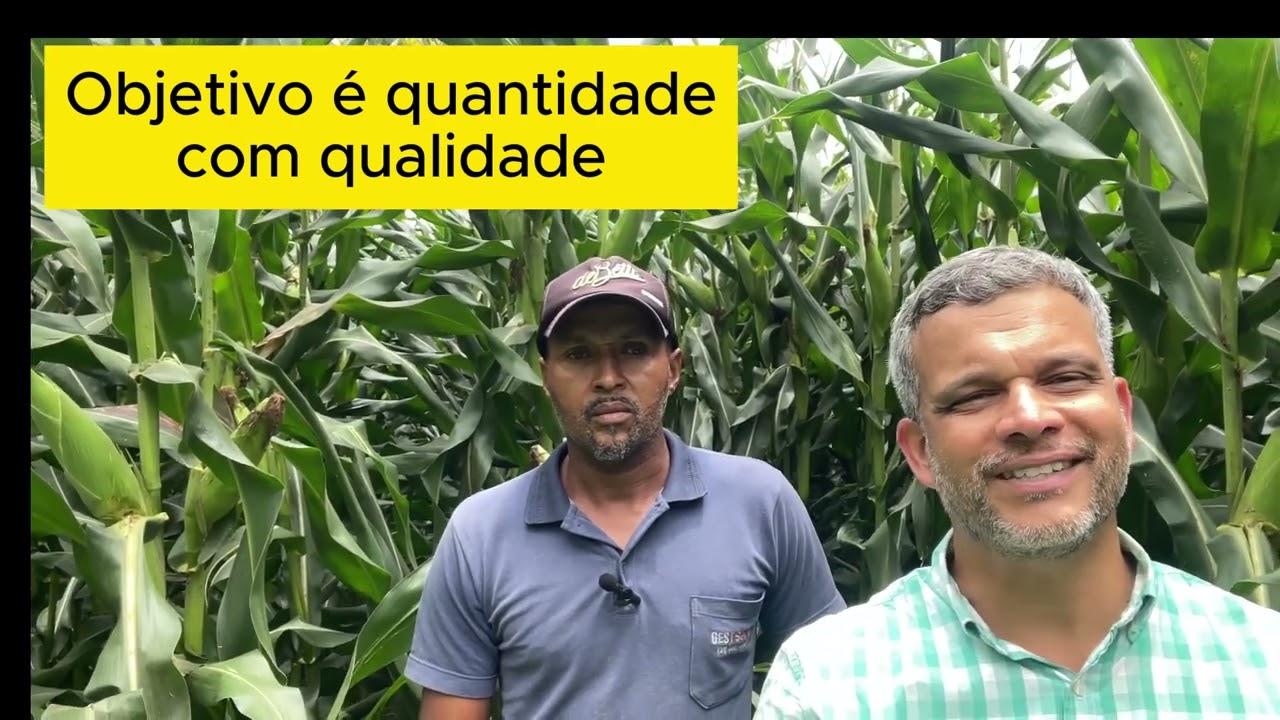 Avaliação Pré Colheita Silagem-Acerte o Momento Correto