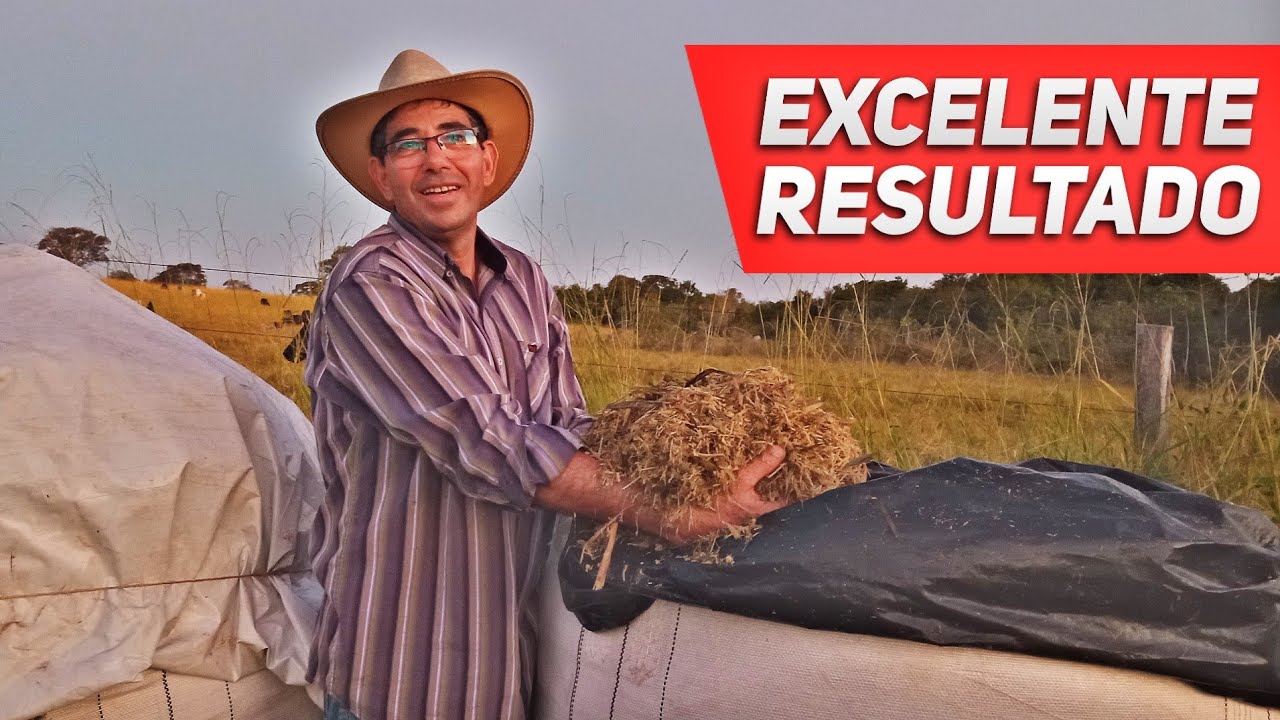 Abrindo a SILAGEM do CAPIAÇU feito o PRE-SECADO do capim mostrando resultado!!!