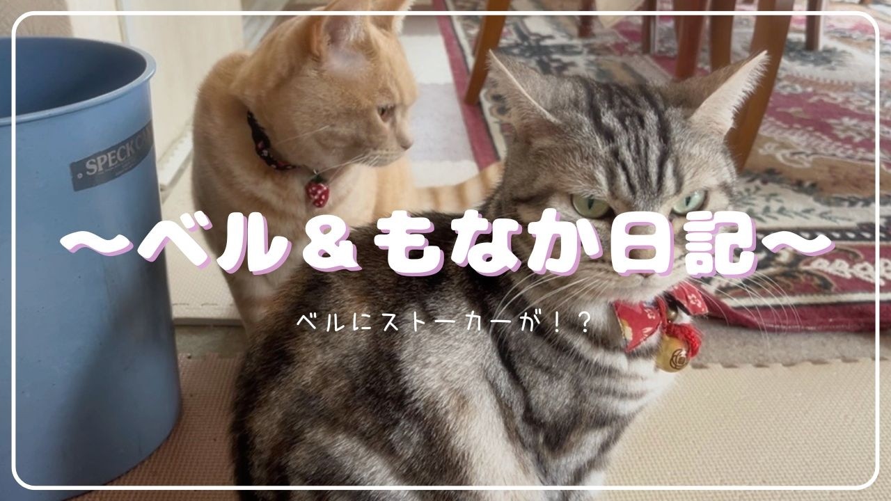 ベルのストーカーなのでは・・・？？