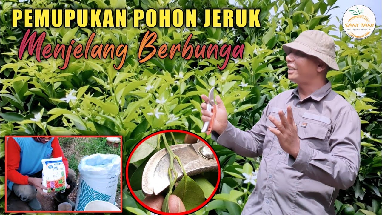 PASTI BERBUNGA LEBAT ‼️ CARA PEMUPUKAN POHON JERUK DAN TIPS MEMILIH PUPUK