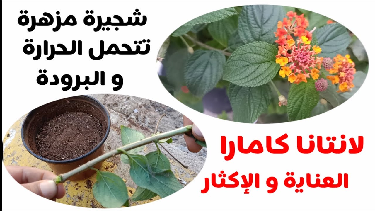 شجيرة مزهرة طول السنة تتحمل الحرارة و البرودة و سريعة النمو (لانتانا كمارا، ام كلثوم، المينا)