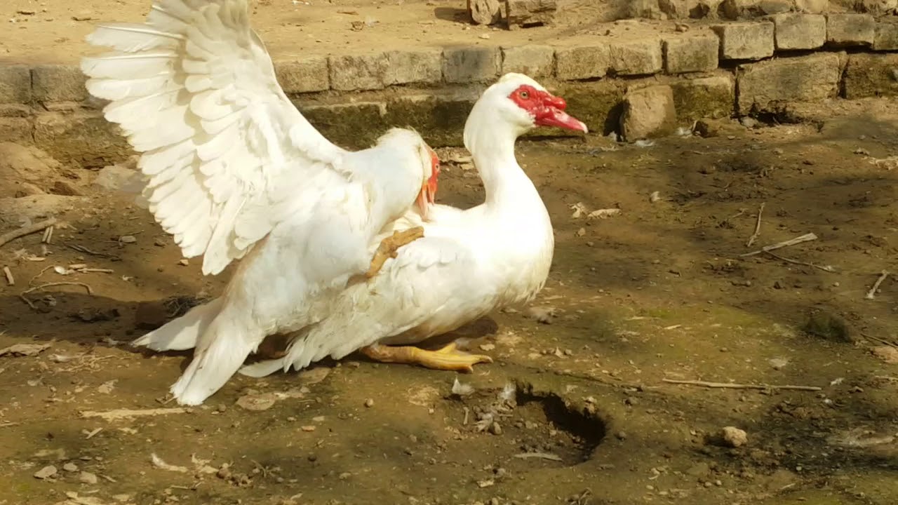 Muscovy Duck Mating | Ducks Mating