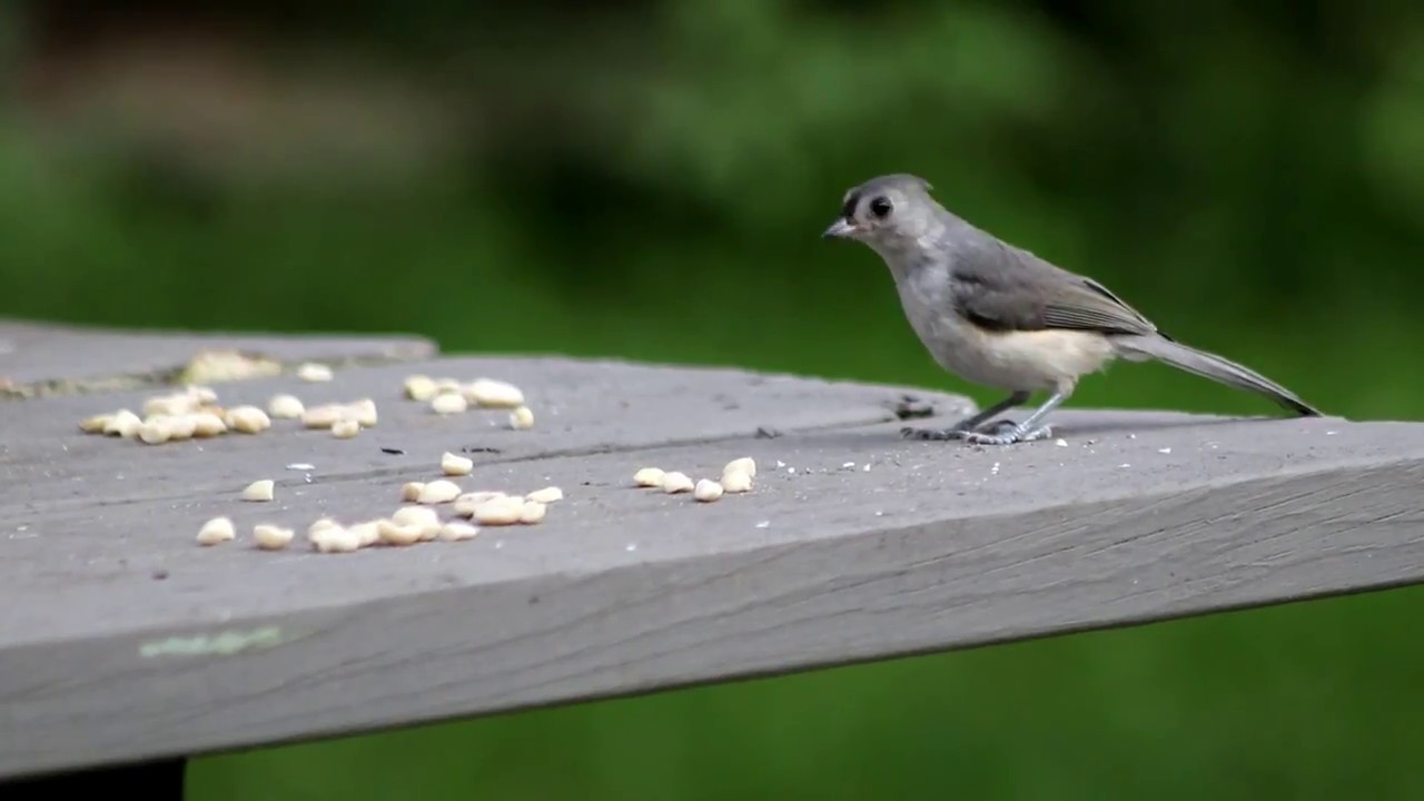 Canon EOS Rebel SL2 Video Test