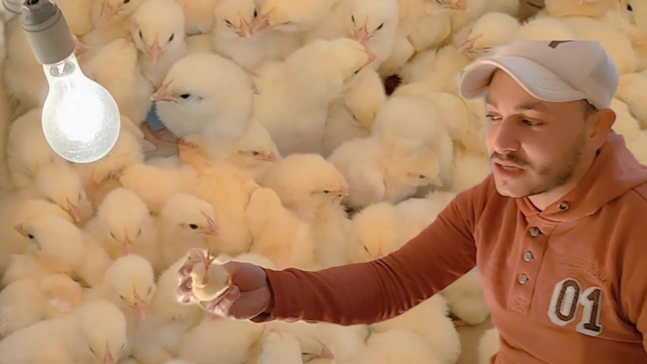 الطريقة الصحيحة لاستقبال الكتاكيت البيضه من اول يوم مع اقوى رافع معانه و زيادة تحويل الكتاكيت بسرعة