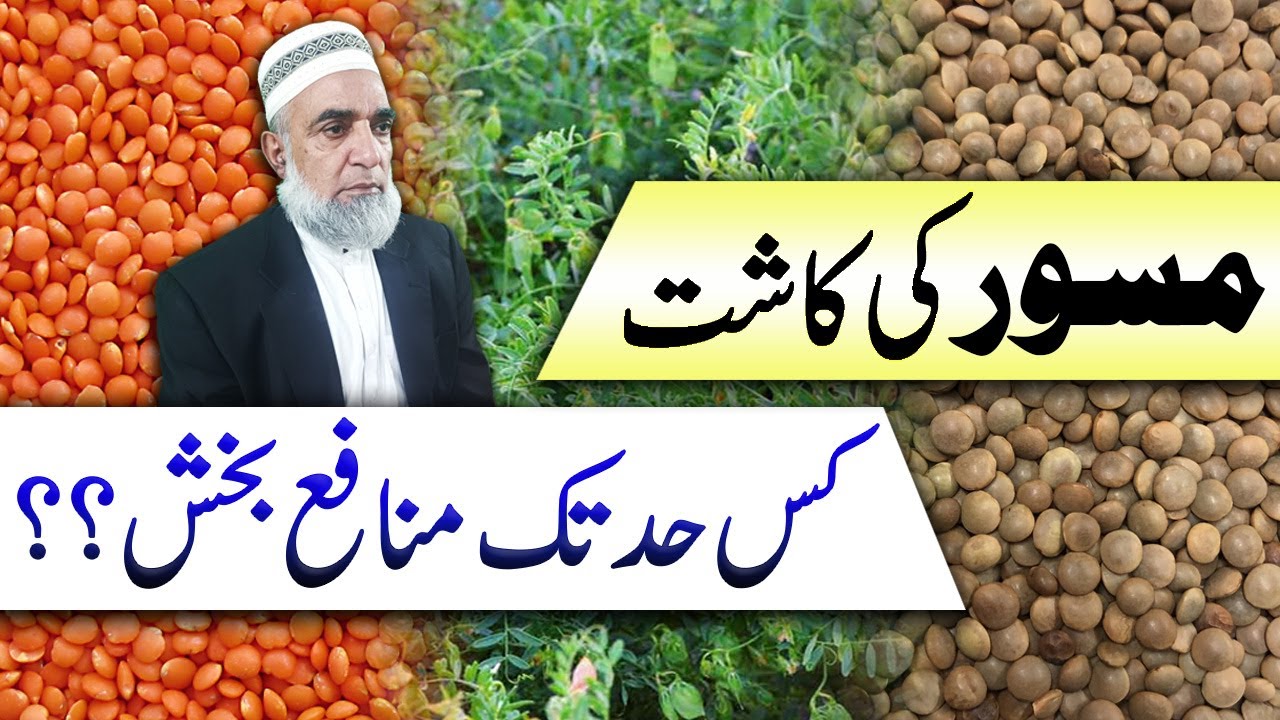 Feasibility and profitability of Lentil (Masoor) in Punjab || Crop Reformer