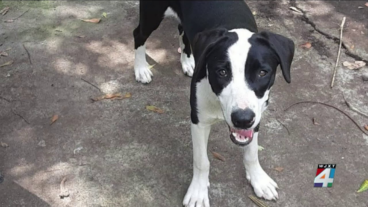 Owner says dog was fatally shot by Jacksonville police officer