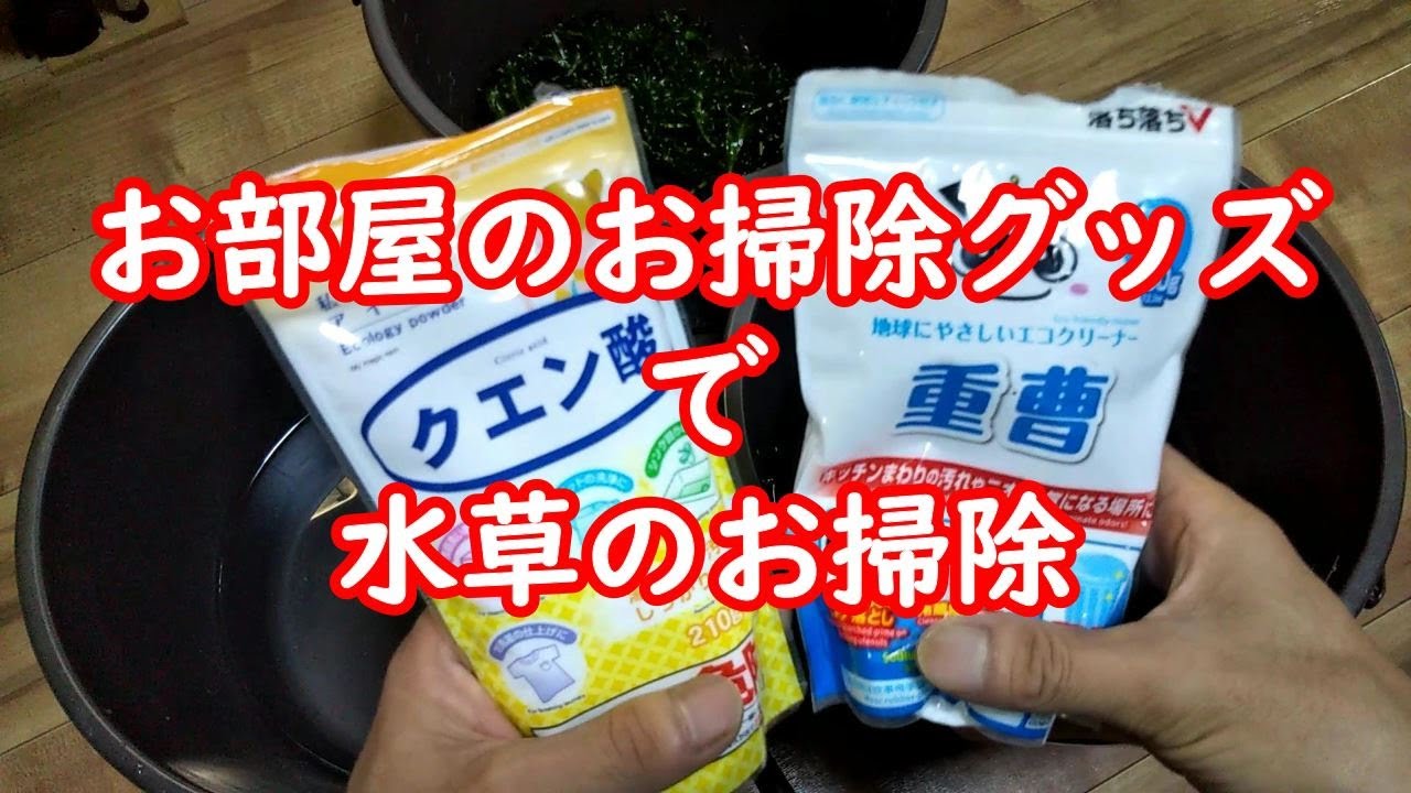 【水草のトリートメント方法】誰でも簡単に出来る採取品アナカリス（水草）の下処理とお勧め簡易トリートメント方法