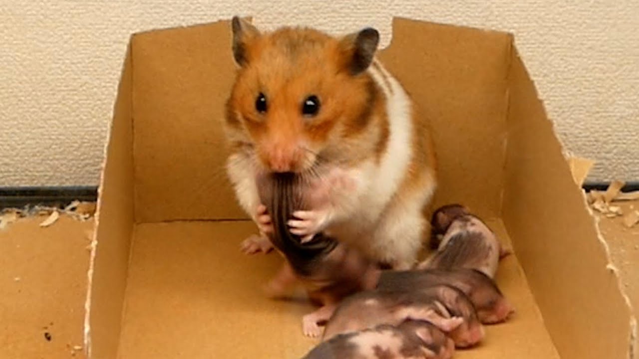 大掃除をしたらホクちゃんが１匹だけ、、、あああ