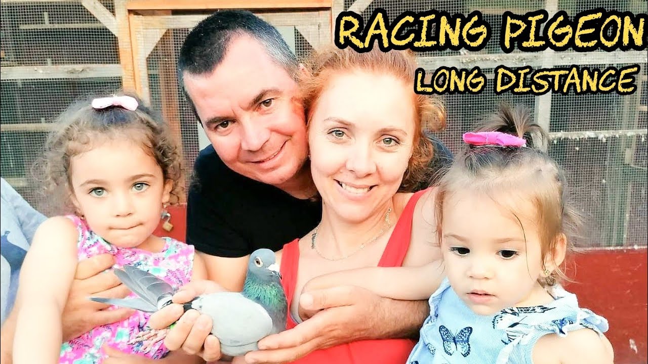 Racing Pigeons Long Distance: Alin Karscu's Historic Wins at Barcelona 2020