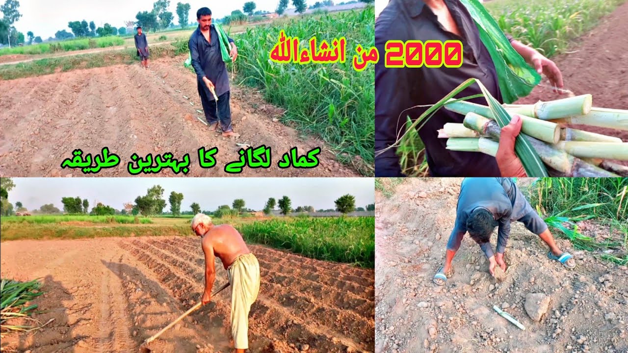 Sugarcane Farming in Pakistan | Kamad ki Kasht New Tarika | Pakistan Agriculture System