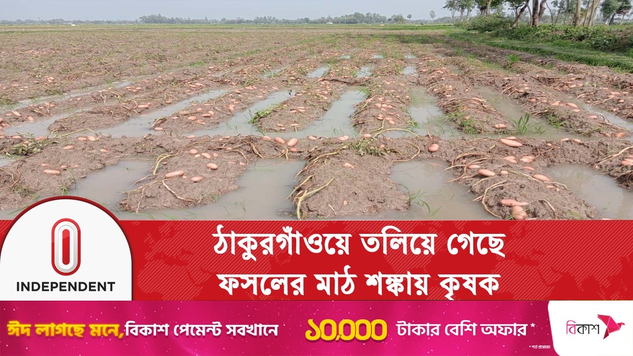 ঠাকুরগাঁওয়ে আকস্মিক বৃষ্টিতে আলুর ক্ষেত তলিয়ে গিয়ে কৃষক বিপাকে | Potato Fields | Independent TV