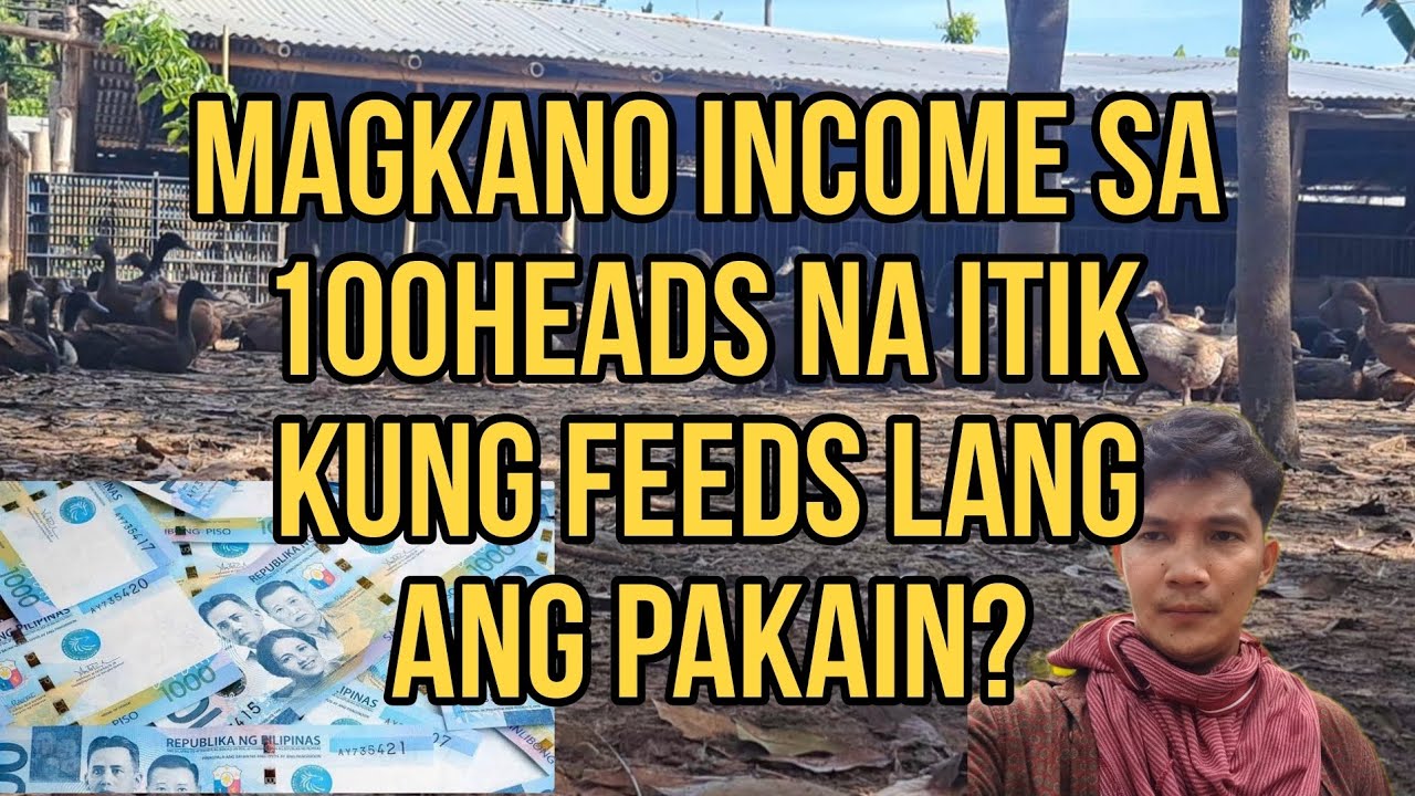 Magkano INCOME sa 100heads na itik kung feeds lang ang pakain?