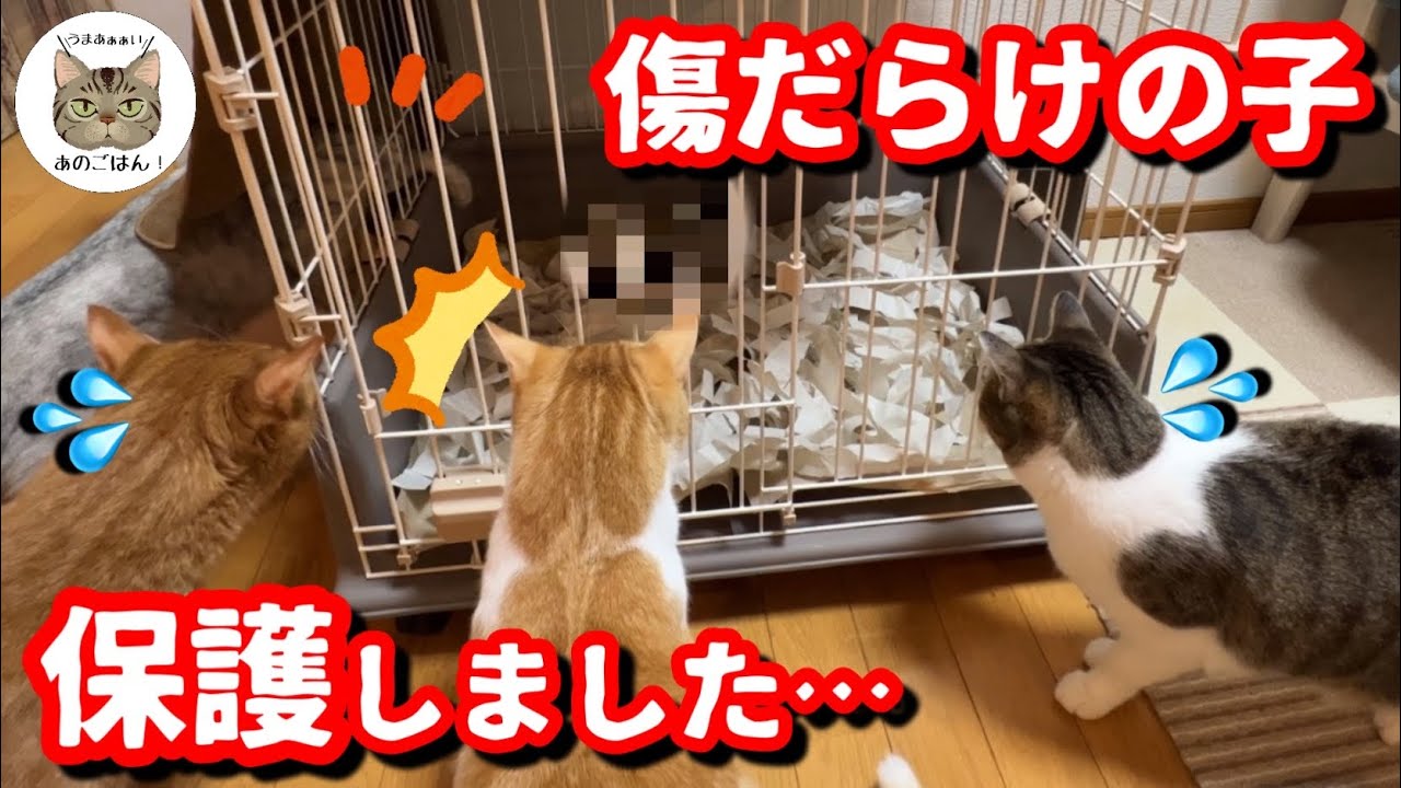 【緊急保護】道路で大怪我をして猫に狙われていた○○を保護しました！