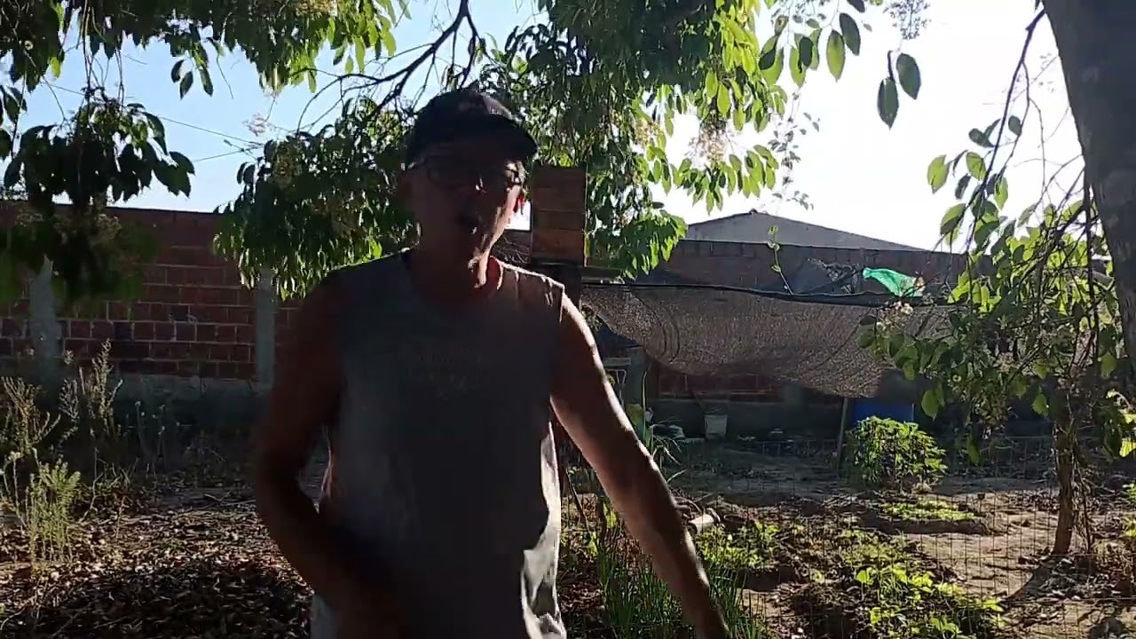 Abelha 🐝 Armadilha.
