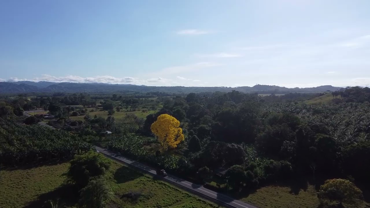 Arbol Amarillo Corteza 