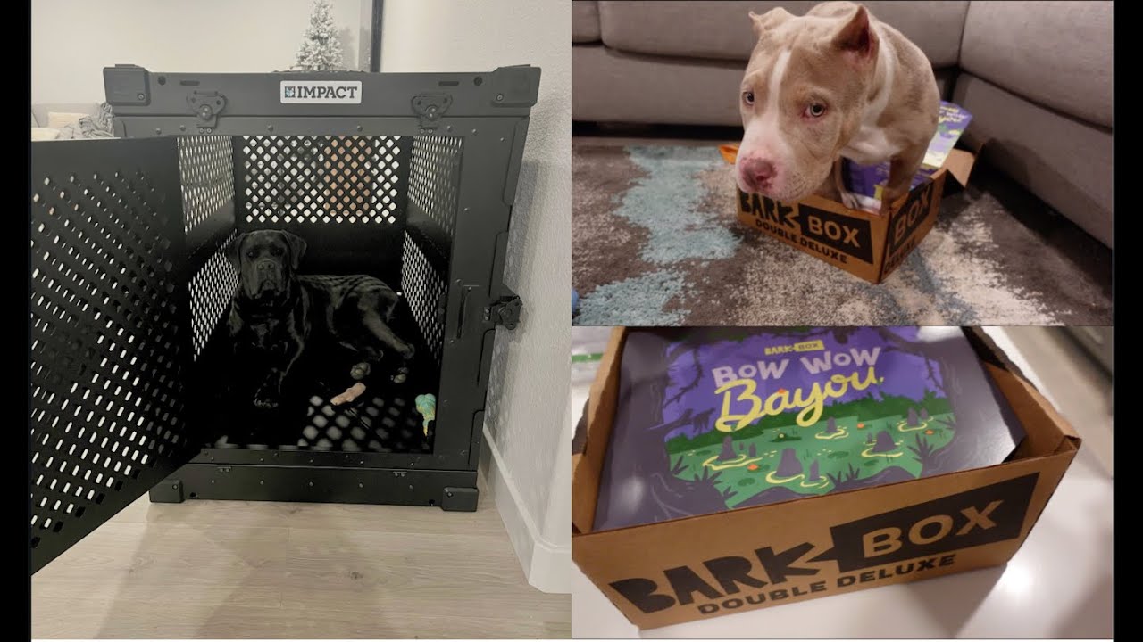 VLOG: DIOR'S FIRST BARK BOX + NEW COLLAPSIBLE IMPACT DOG CRATE