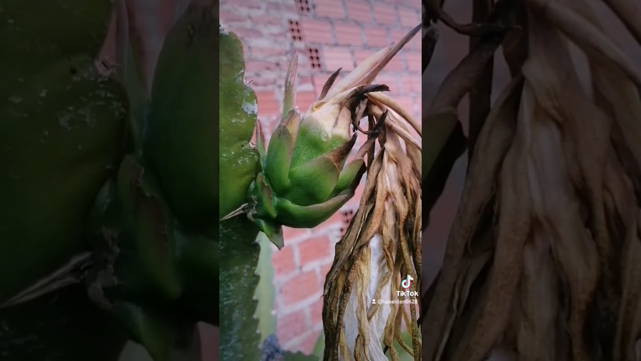 🥳FRUTAA🥳Pitahaya 🌵variedad🐉dark star 🐉🌵🥳 #bolivia 🇧🇴 #pitahayacbba