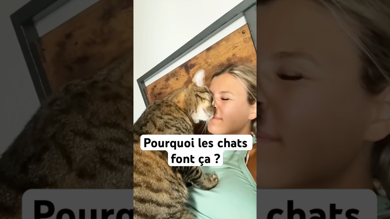 Why do cats rub their heads?