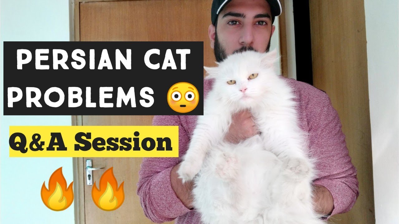 How to make Persian Cat healthy & fluffy | Persian Cat Problems | Tips for Healthy Cat | Q&A Session