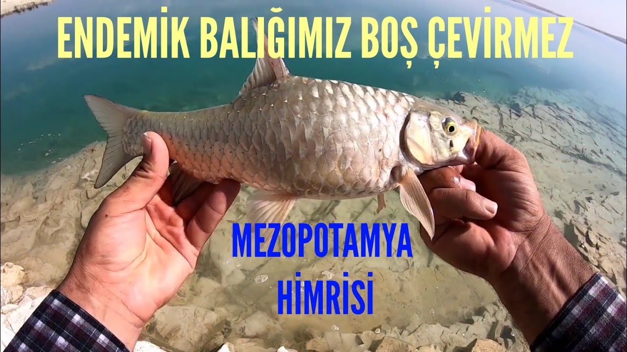 Охота на эндемичных рыб Турции, Carasobarbus Luteus