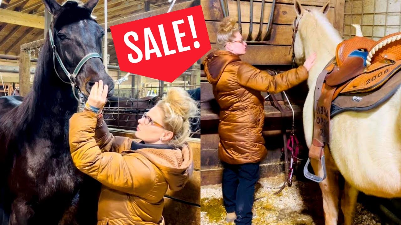 МЫ ПОСЕТИЛИ НОЧНОЙ АУКЦИОН ПО ПРОДАЖЕ ЛОШАДЕЙ!