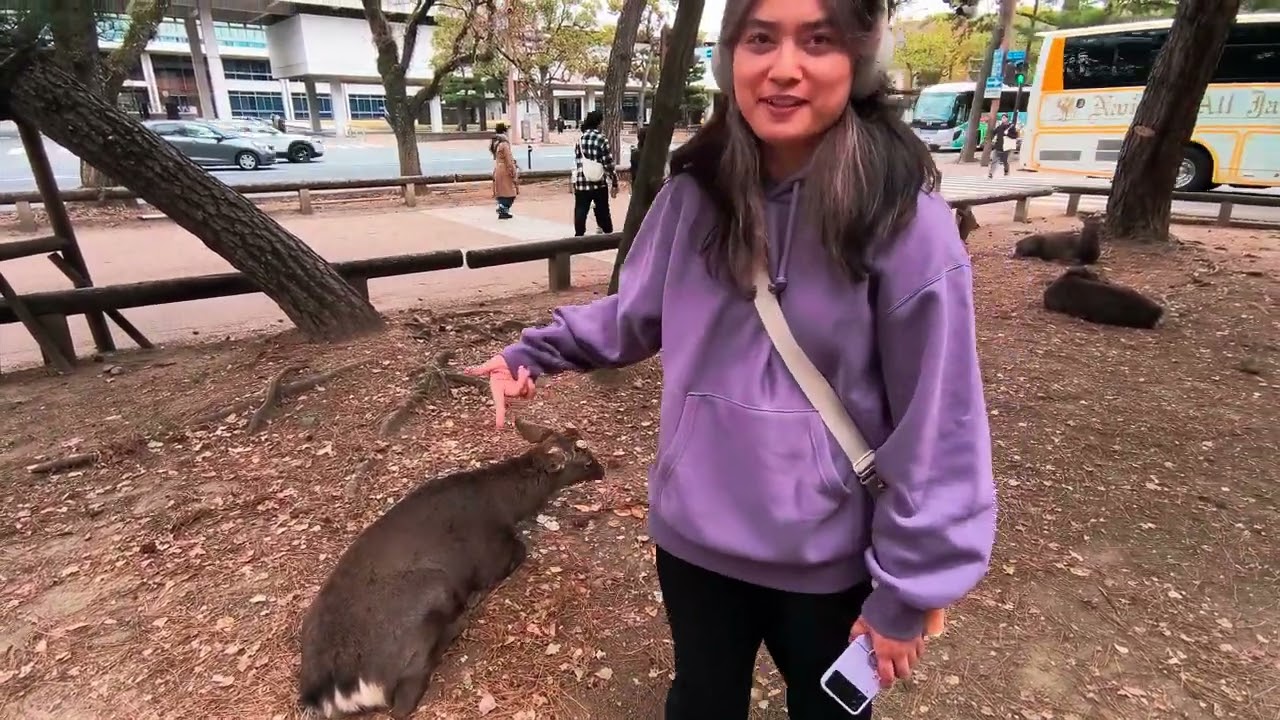 Nara Deer Park 📍 Nara Japan 🇯🇵 Dec 2024 