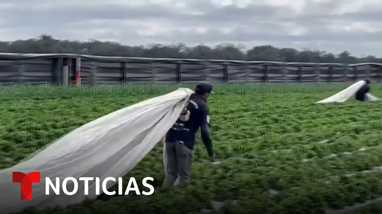 Agricultores de Florida luchan para proteger sus cultivos del frío | Noticias Telemundo