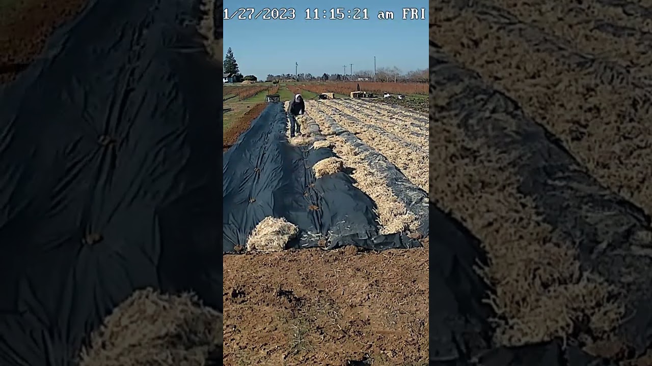 Timelapse of Planting 2000 Strawberry Plants