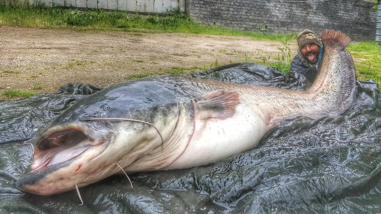 CATFISH MONSTER RECORD IN PARIS: 220 MTS X 85 KGS by CATFISH WORLD