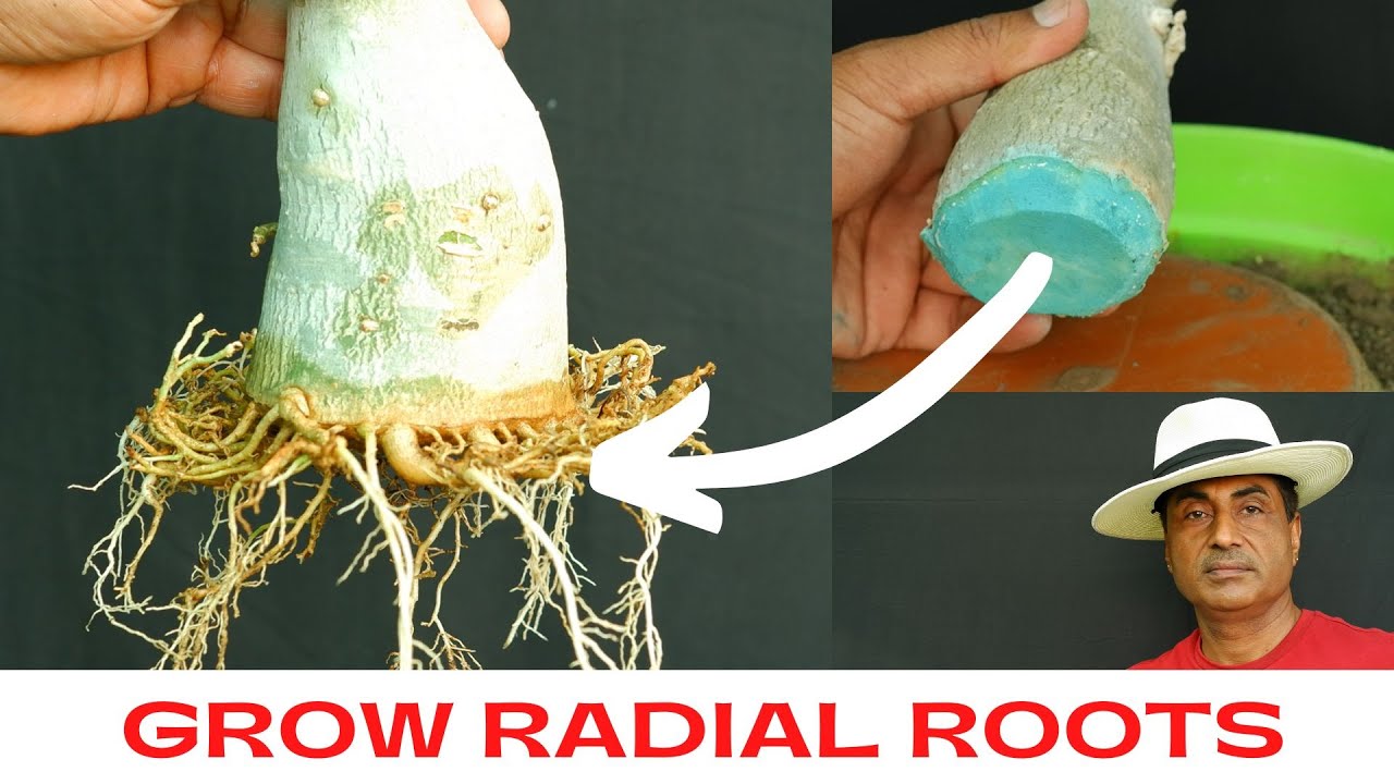 Adenium / Easiest Way to Grow Radial Roots Part - 1