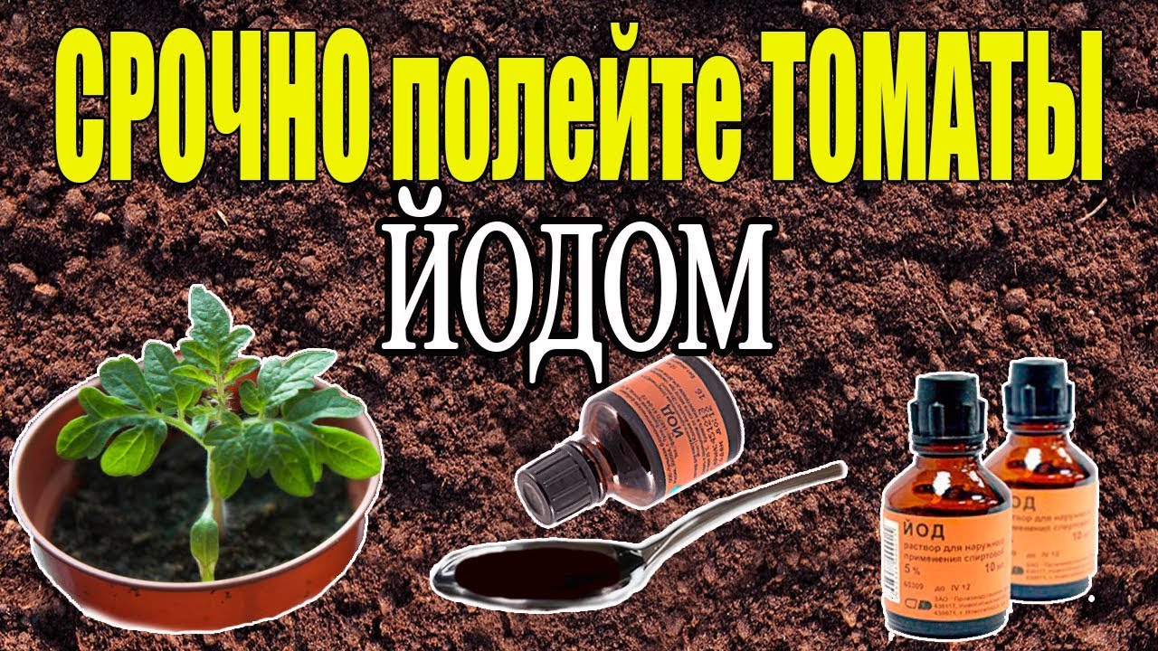 ЙОД - СУПЕР СРЕДСТВО ДЛЯ РАССАДЫ ТОМАТОВ!