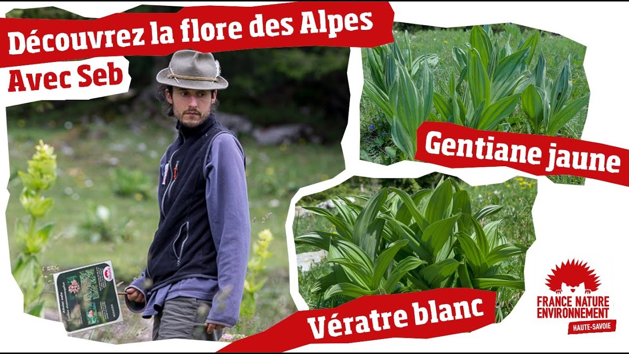 Gentiane jaune ou Vératre blanc ? Sébastien vous réponds