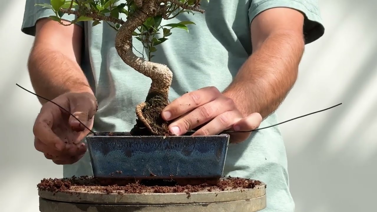 Trapianto del bonsai