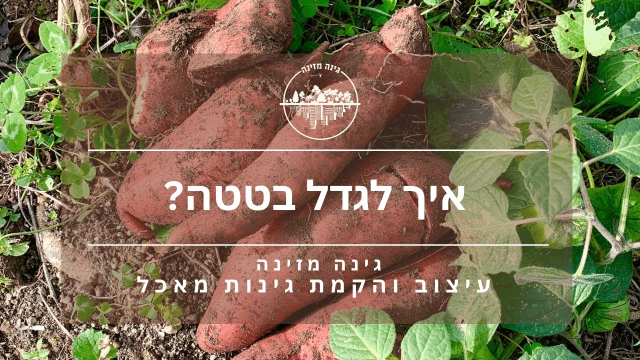 איך לגדל בטטה?