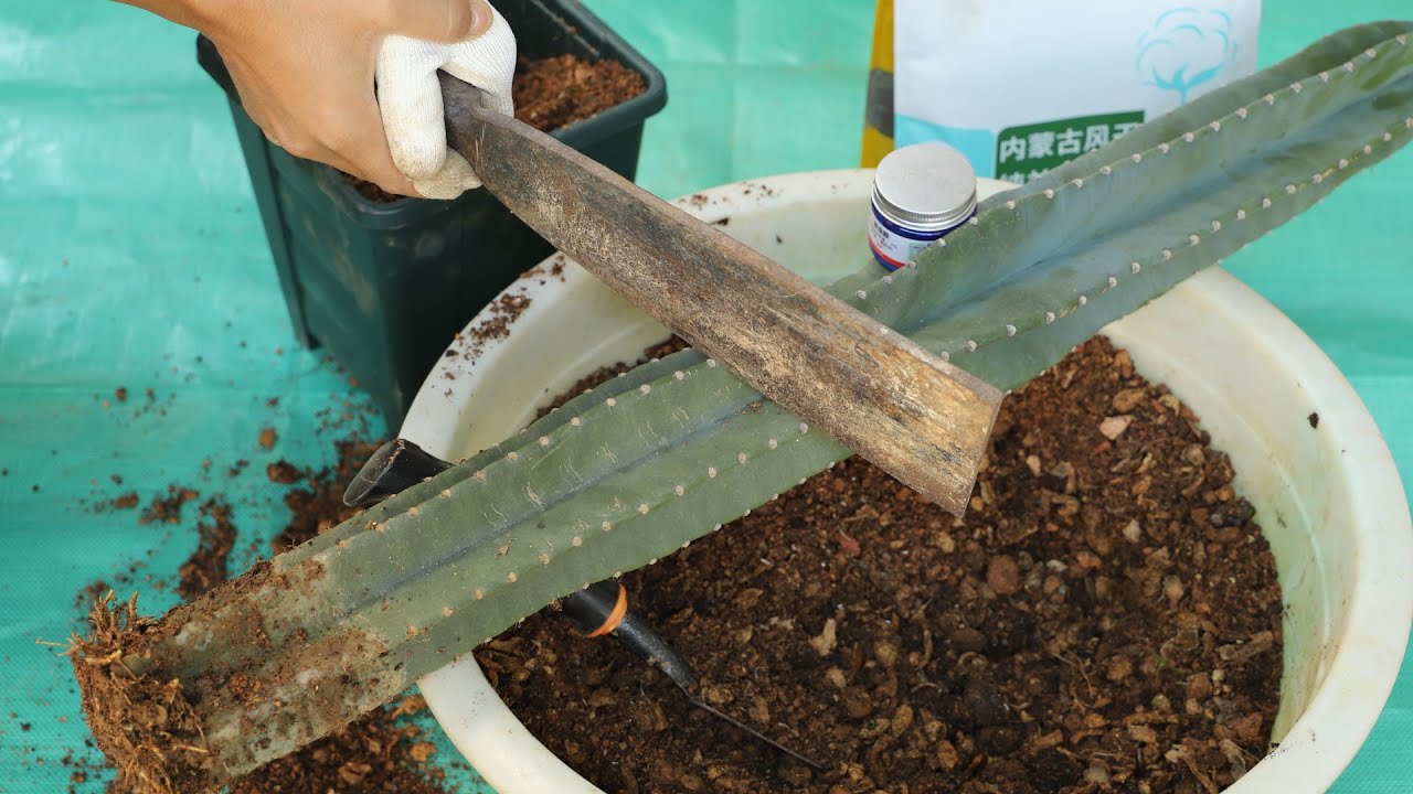 给量天尺上盆前，先这样给它来“几刀”，后期服盆更快，生长迅速