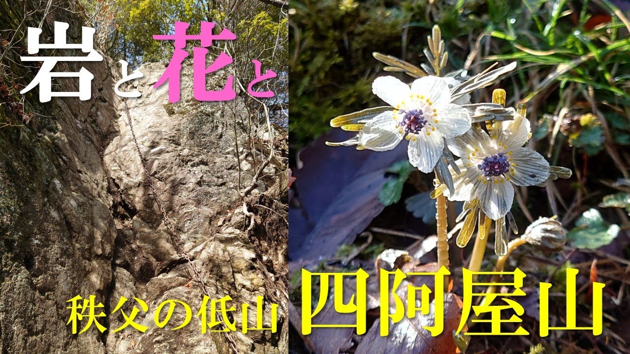 岩と花と【秩父・四阿屋山】節分草の花とスリリングな岩場を楽しむソロ登山！(2024/2/24)