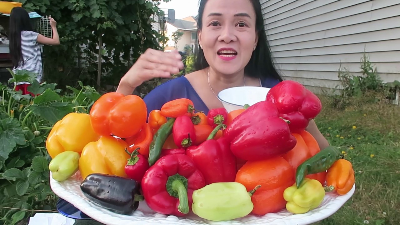 Ăn ớt chuông sống,ăn ớt cay ,ăn ớt tím,ớt xanh,ớt đỏ. VINH NGUYEN THI