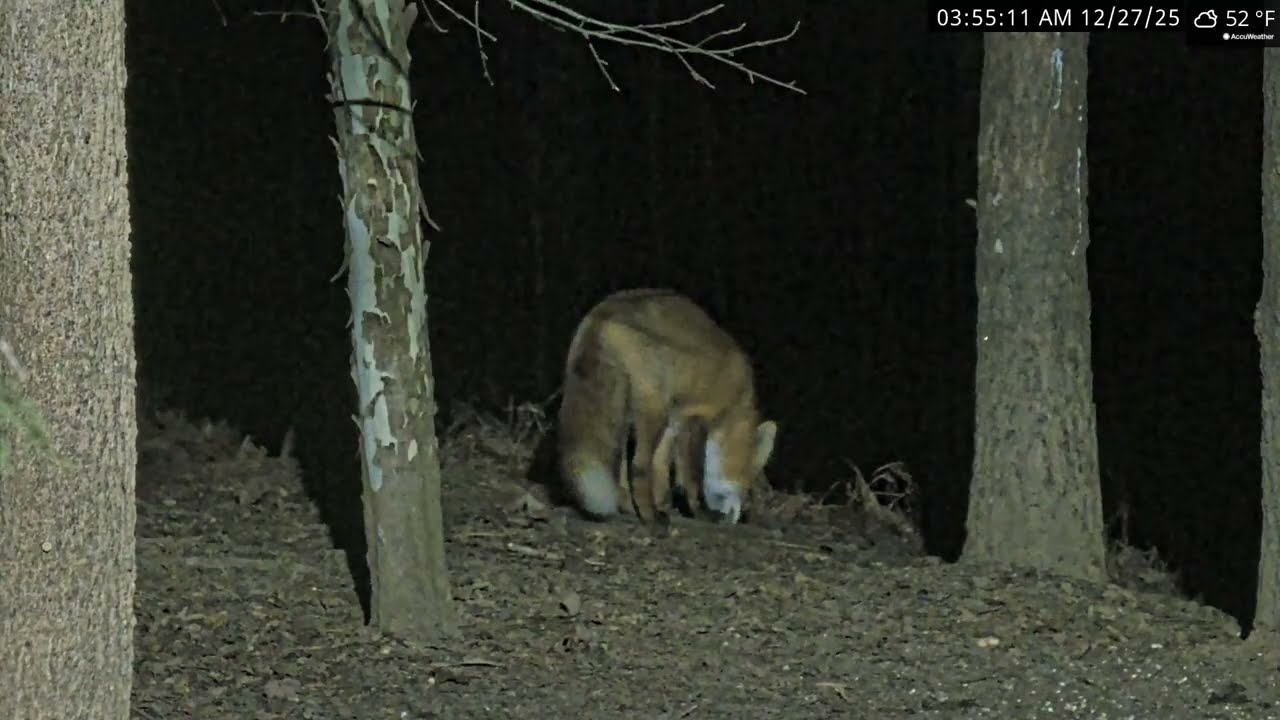 Visit from A Fox