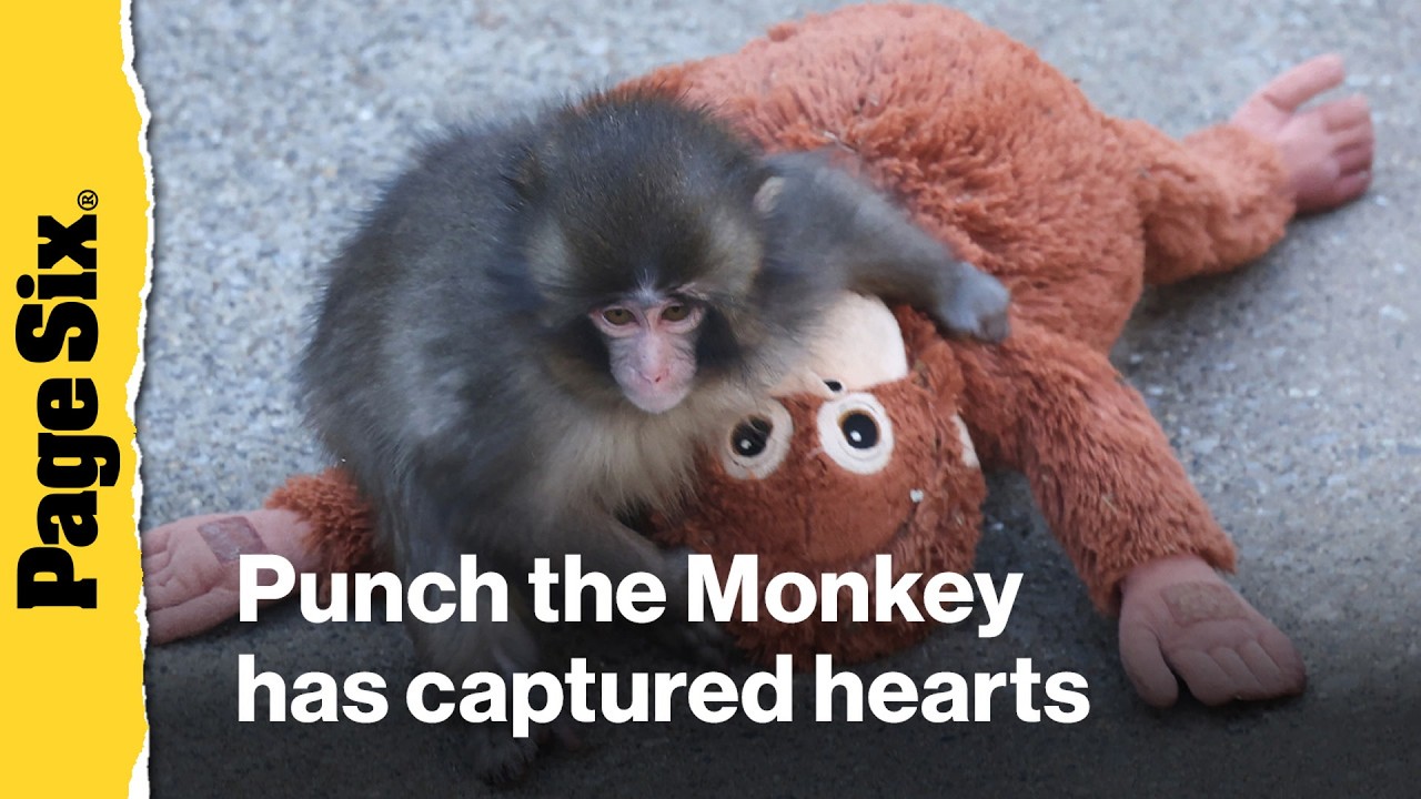 Why Punch the Monkey has captured hearts with his Ikea plush | Yap Session
