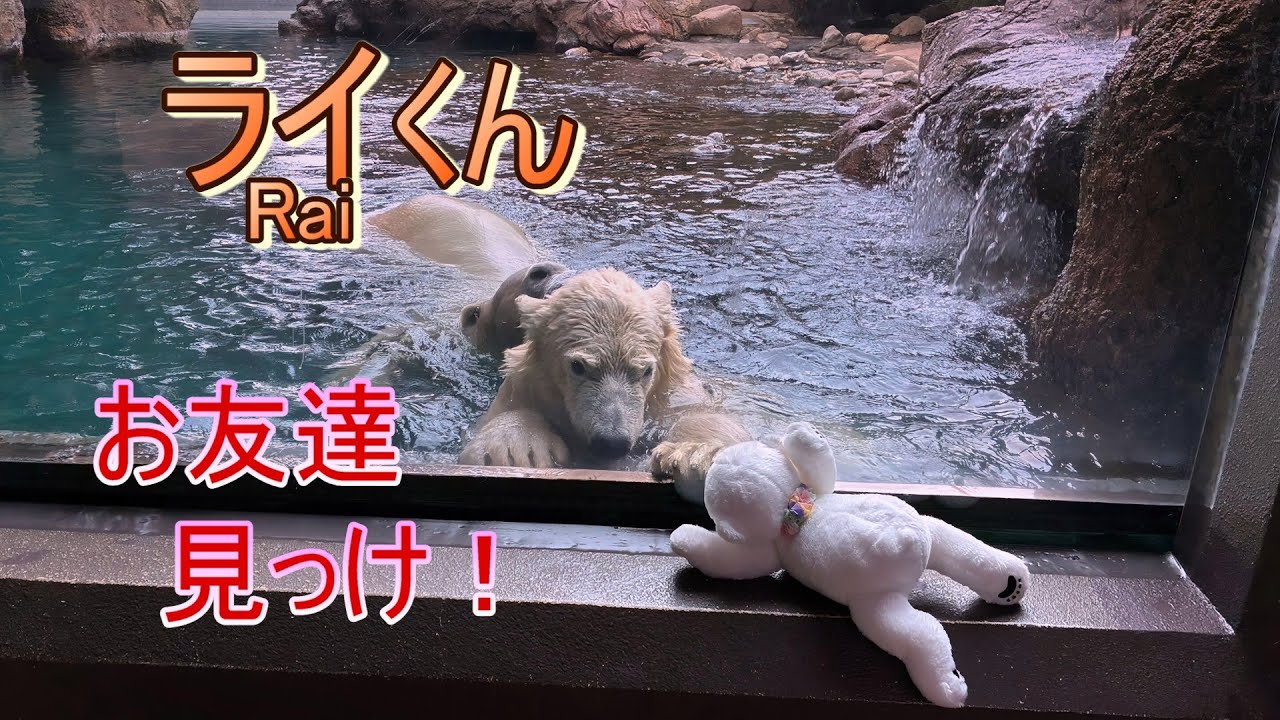 ライくん ～お友達 見っけ！～【A polar bear cub, Rai】