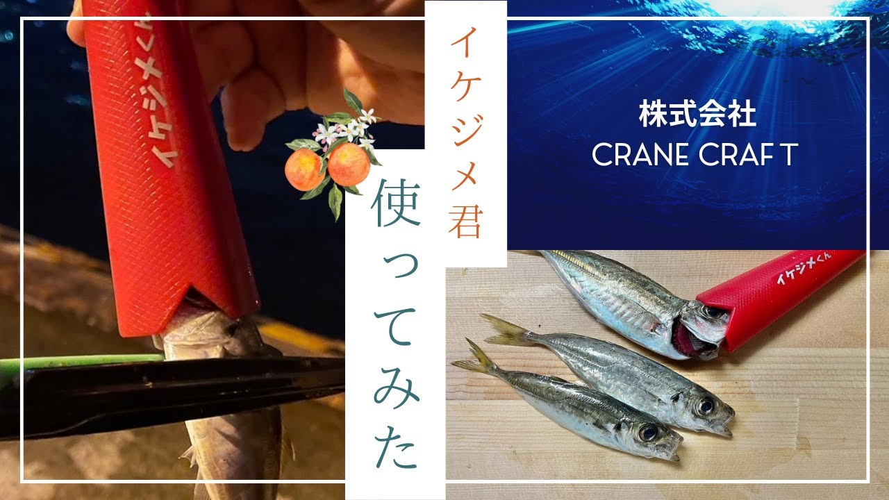 イケジメ君を使用している動画になります。尺鯵でも鯖でも対応可能です。全国販売中なので、お求めはお近くの小売店にて。profileリンク先からでもご購入可能です。InstagramとTIKTOKにて活動
