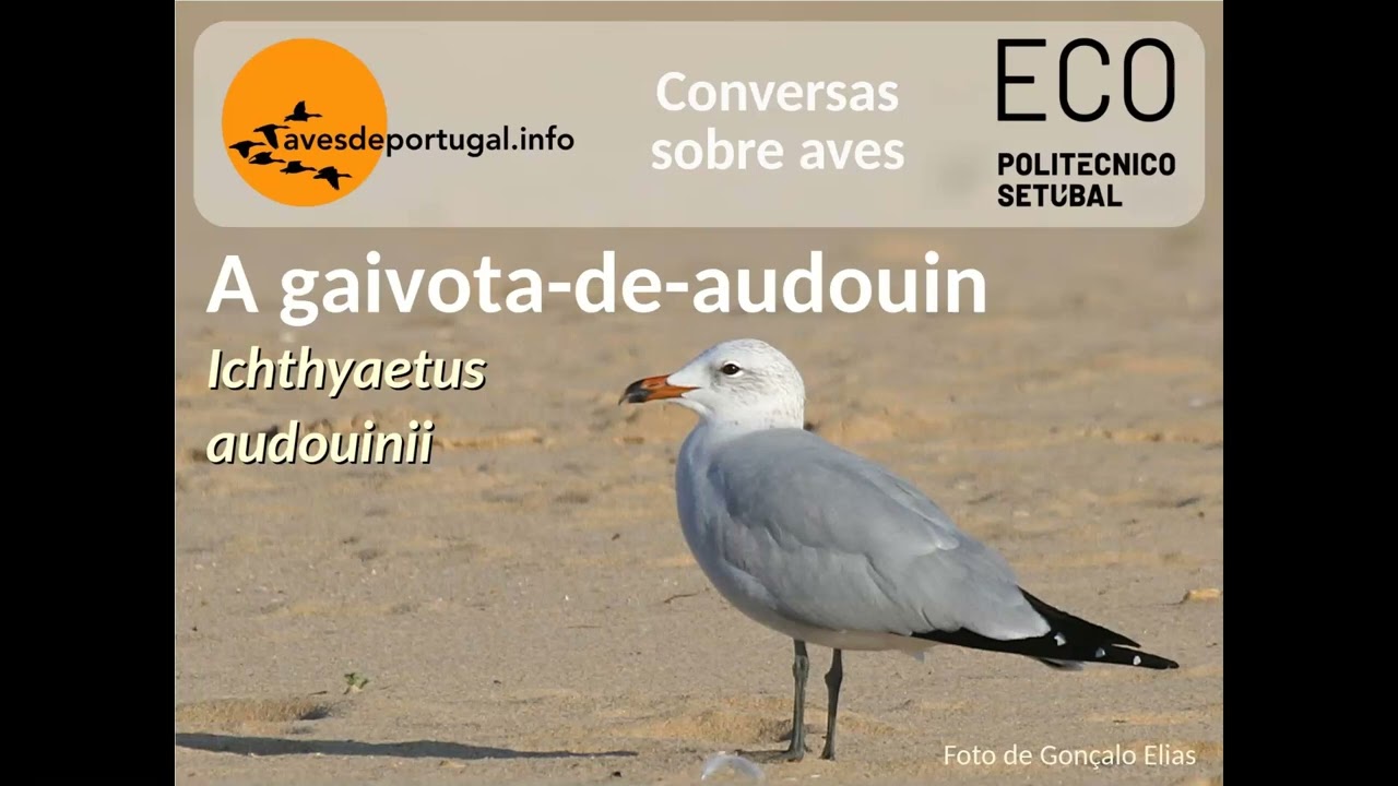 Conversas - Epis&oacute;dio 229: a gaivota-de-audouin