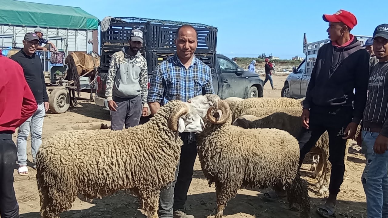 حميدطيكطوك  في سوق سيدي سليمان الاربعاء الغرب اتمنى منسب جدآ في حروف وخروف