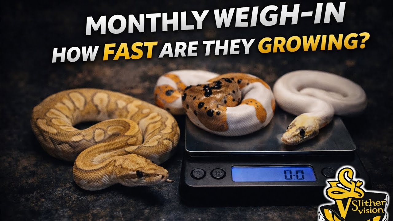 Ball Python Collection Weigh-In | Month 1 - JAN 2026